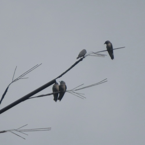 Ashy Woodswallow