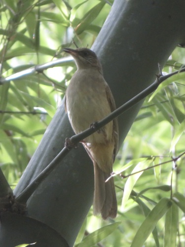Streak-eared Bulbul