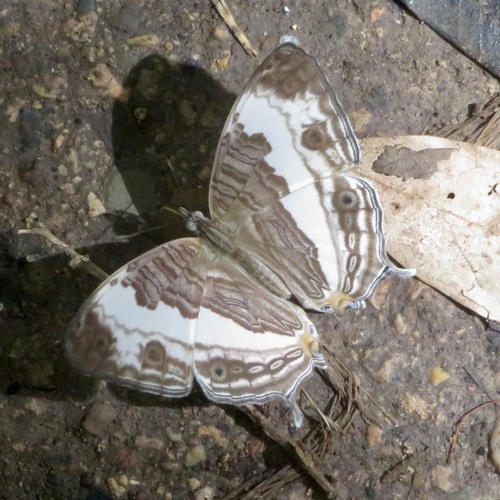 Marbled Map
