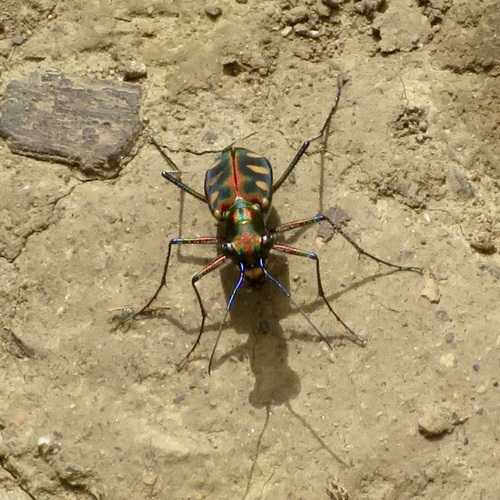 Golden-spotted Tiger Beetle