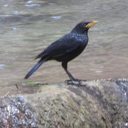 Blue Whistling-Thrush