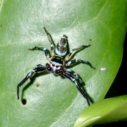 Metallic blue jumper