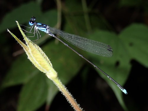 Coeliccia didyma