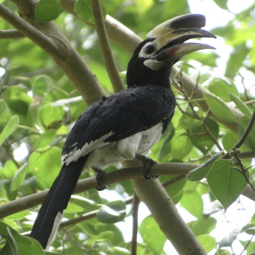 Oriental Pied Hornbill