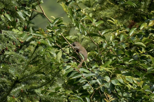 Pallas' Squirrel