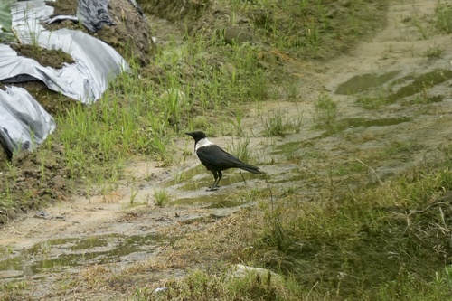 Collared Crow
