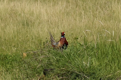 Ring-necked Pheasant