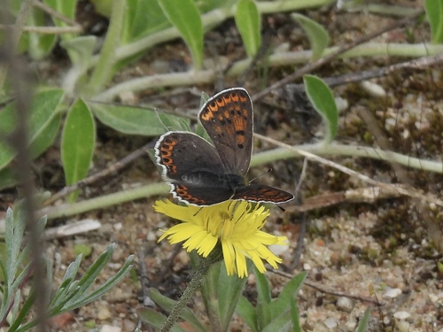 Sooty Copper