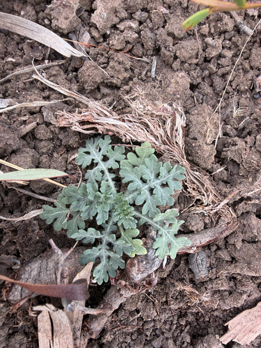 Santa Maria feverfew