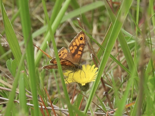 Wall Brown