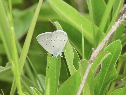 Small Blue