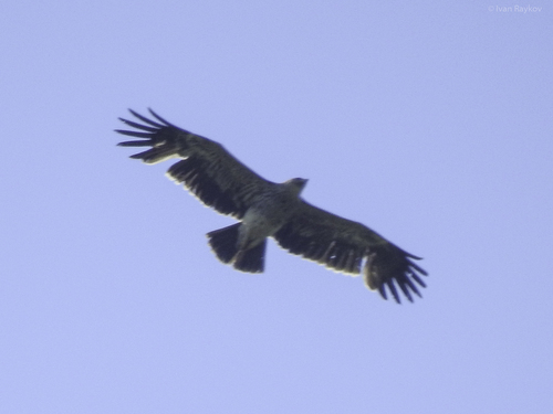 Imperial Eagle