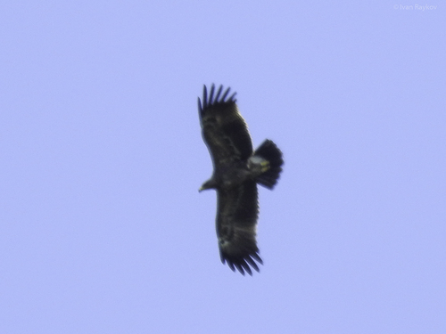 Lesser Spotted Eagle