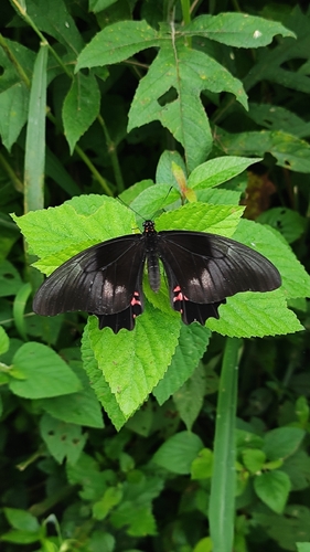 Ruby-spotted Swallowtail