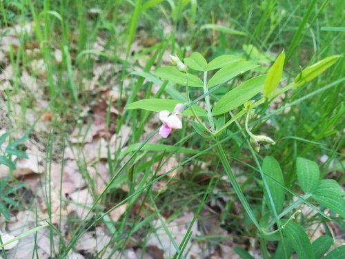 Bitter Vetch