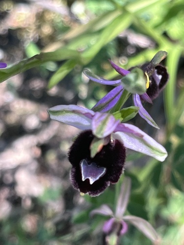 Bertoloni's Bee-orchid