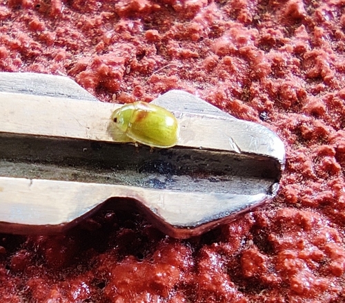 Lilly Pilly leaf beetle