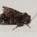 Callopistria leucobasis - Photo (c) Roger C. Kendrick, all rights reserved, uploaded by Roger C. Kendrick