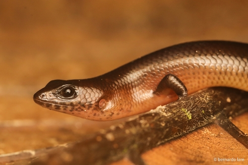 Tytthoscincus