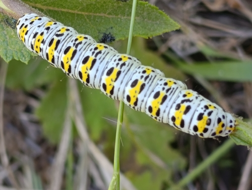 Mullein Moth