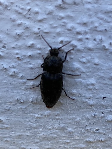 Mottled dingy-brown click beetle