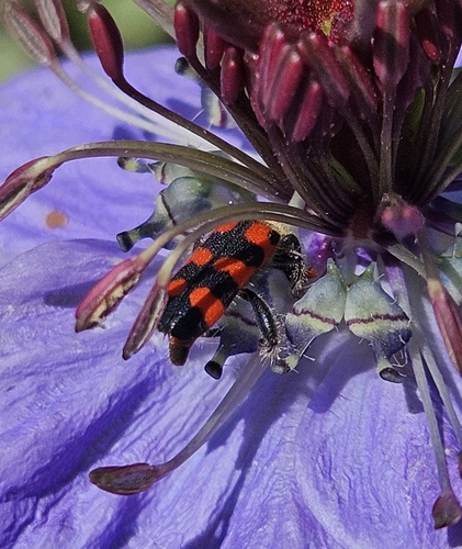 Trichodes leucopsideus
