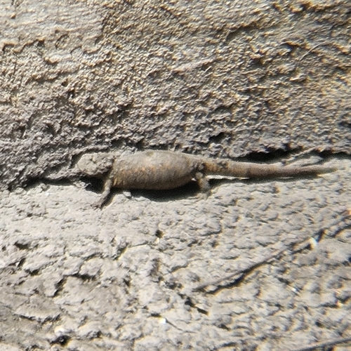Iberian Ribbed Newt