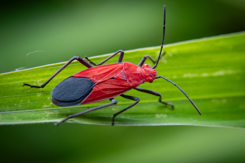 Antilochus nigripes