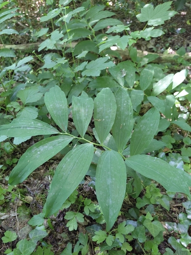 Solomon's-seal