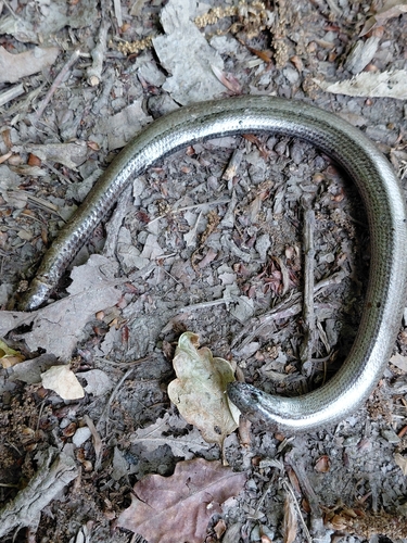 Common Slowworm