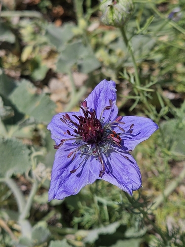 Fennelflower