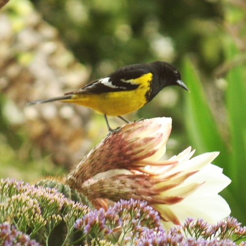 Scott's Oriole