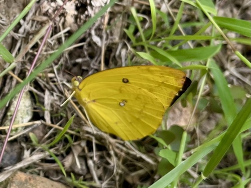 Lemon Migrant