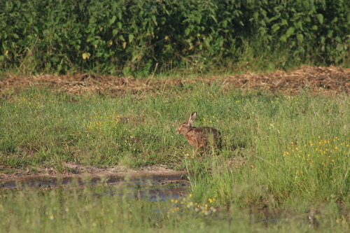 Brown Hare