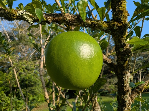 Calabash Tree