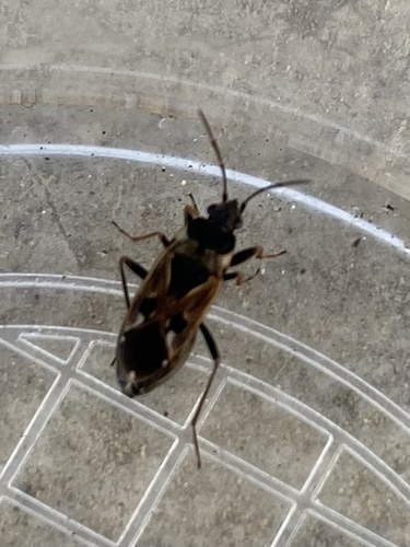 bright-spotted groundbug