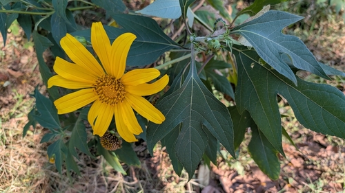Mexican sunflower