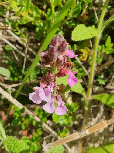 Wall germander