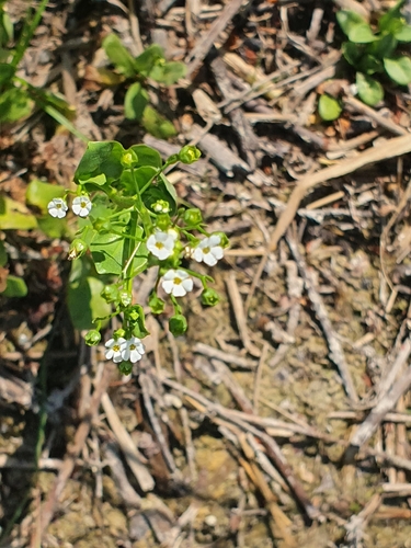 Thin Leaf Brookweed