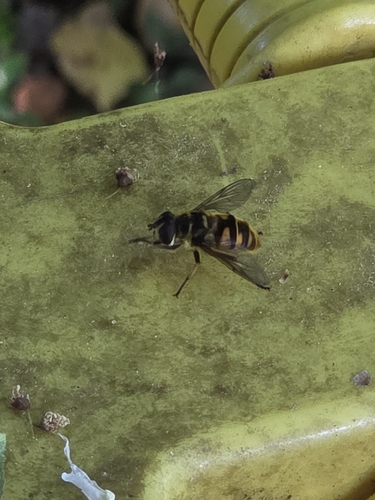 Yellow-haired Sun Fly