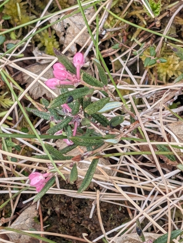 Wild Rosemary