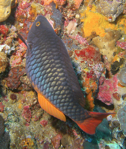 parrotfish, lovelyclemmy