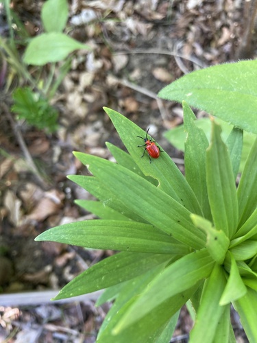 Lily Leaf Beetle