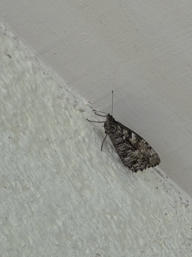 Cretan Grayling