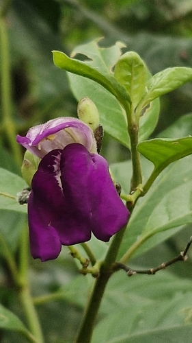 Justicia cydoniifolia