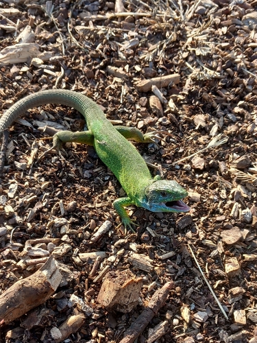 Green Lizard