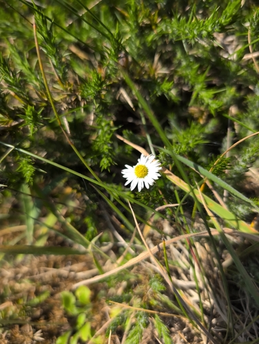 Lawn daisy