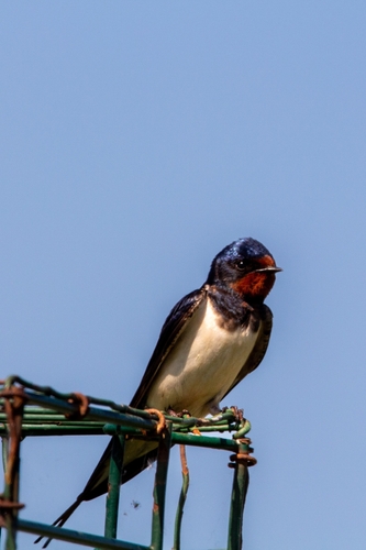 Barn Swallow