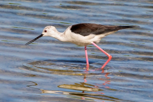 Black-winged Stilt