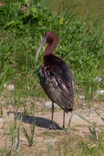 Glossy Ibis